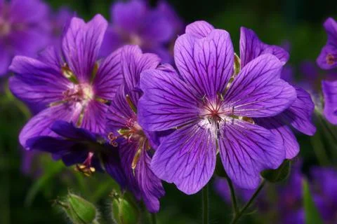 Geranium Stock Photos