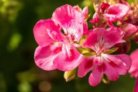 Geranium Stock Photos