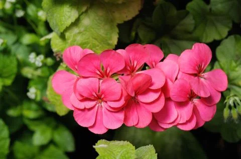 Geranium Stock Photos
