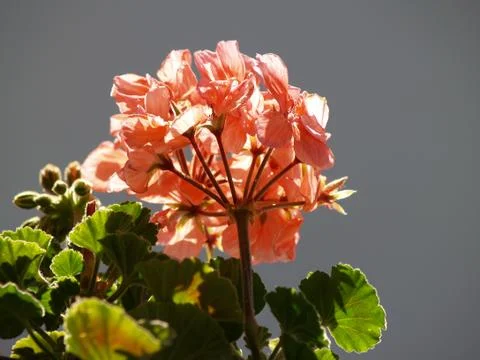 Geranium Stock Photos