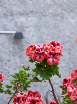 Geranium Stock Photos