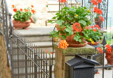 Geranium Stock Photos