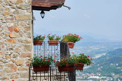 Geranium Stock Photos