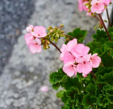 Geranium Stock Photos