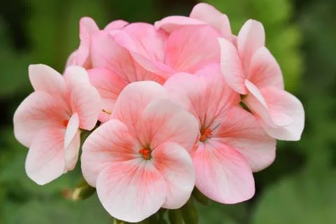Geranium Stock Photos