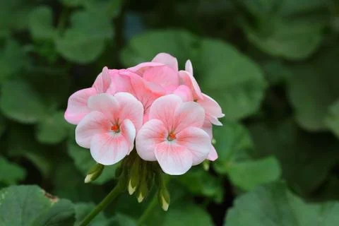 Geranium Stock Photos