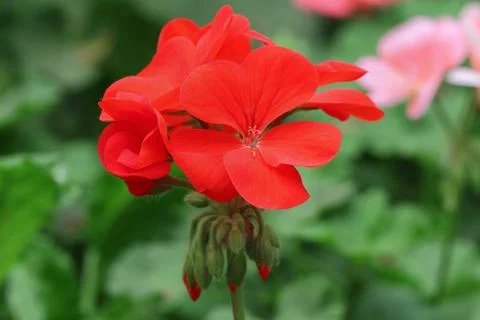 Geranium Stock Photos