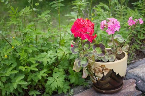 Geranium Stock Photos