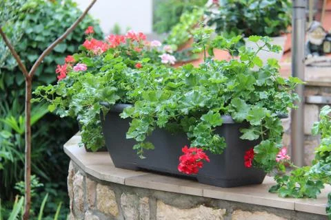 Geranium Stock Photos