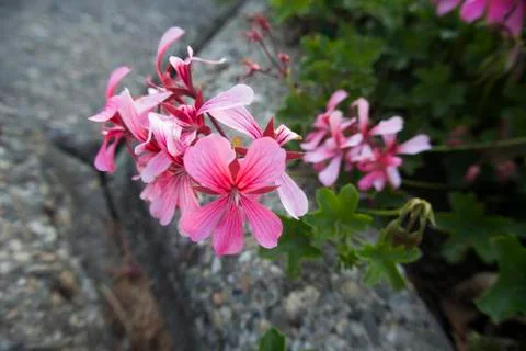 Geranium Stock Photos