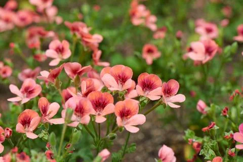 Geranium Stock Photos