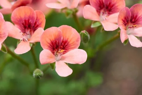Geranium Stock Photos