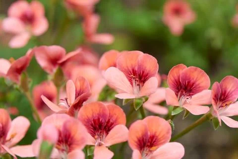 Geranium Stock Photos