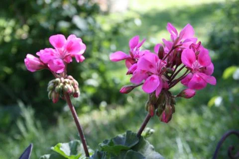 Geranium Stock Photos