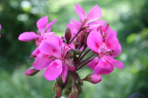 Geranium Stock Photos