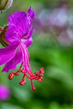 Geranium Stock Photos