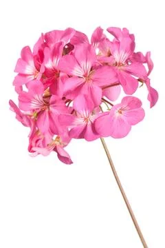 Geranium Stock Photos
