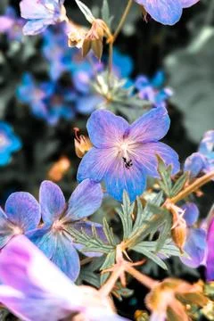 Geranium Stock Photos