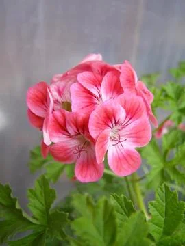 Geranium Stock Photos