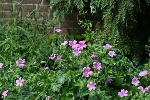 Geranium Stockfoto's