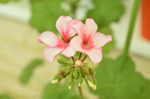 Geranium pink blooming Foto stock