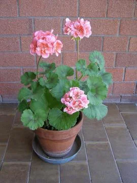 Geranium pink flower scient. class. Geraniales Stock Photos