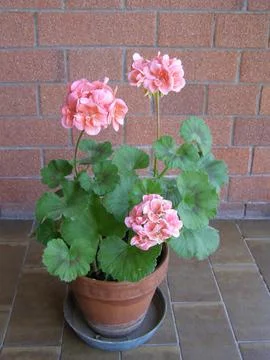Geranium pink flower scient. class. Geraniales Stock Photos