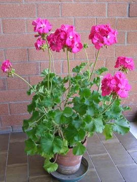 Geranium pink flower scient. class. Geraniales Stock Photos