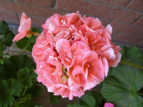 Geranium pink flower scient. class. Geraniales Stock Photos