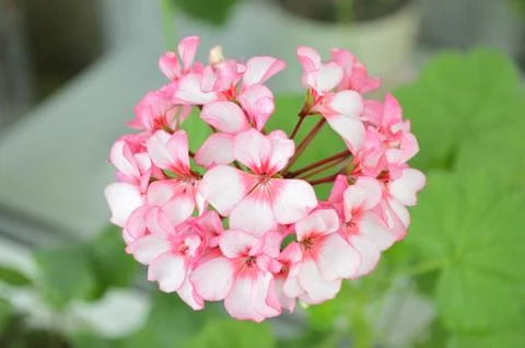 Geranium pink Foto stock