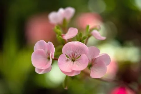 Geranium pink Foto stock