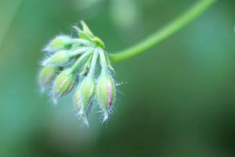 Geranium plant close up  Stock Photos