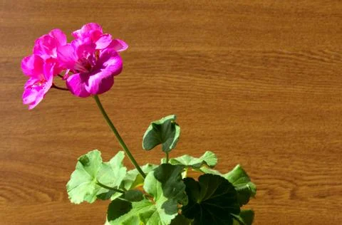 Geranium plant Foto stock