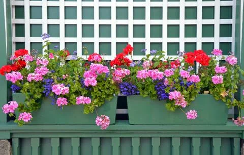 Geranium planters Stock Photos