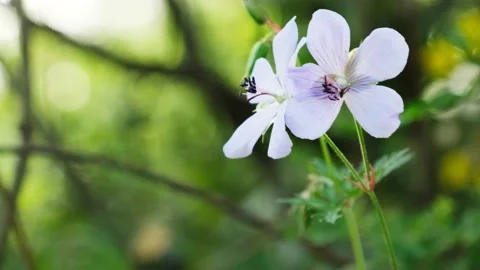 Geranium pratense flower 스톡 동영상 167503863