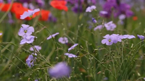 Geranium pratense Stock Footage 196111372