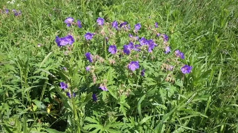 Geranium pratense or meadow geranium. Stock Footage 149196210