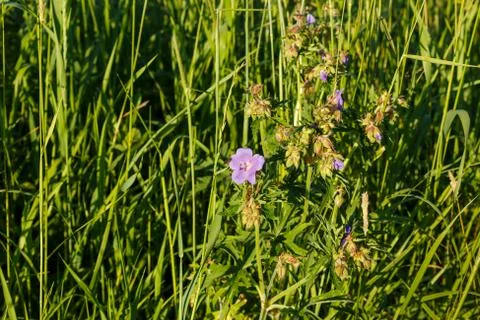 Geranium pratense or meadow geranium. Stock Photos