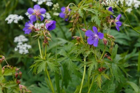 Geranium pratense or meadow geranium. Stock Photos