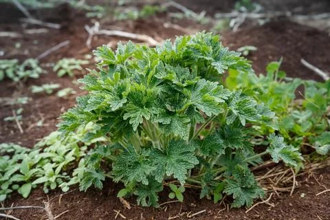 Geranium pratense or meadow geranium. Stock Photos