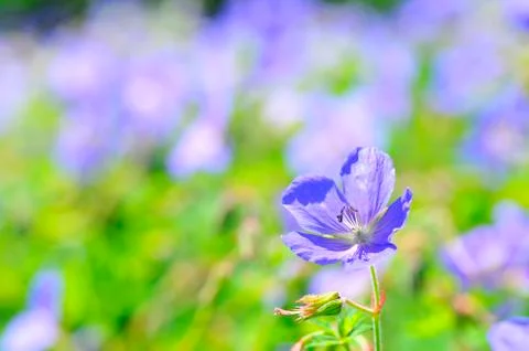 Geranium pratense Stock Photos