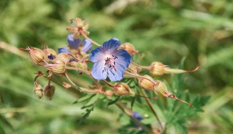 Geranium pratense Фото