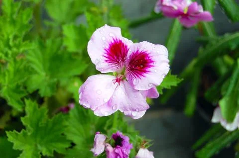 Geranium with rain droplets above Stock-Fotos