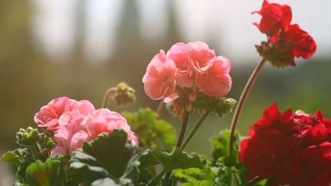 Geranium red and pink flowers. Beautiful geranium flower blooming on a terrace Stock Footage 236993290