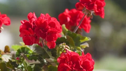 Geranium red flowers. Beautiful geranium flower blooming on a terrace, outside Stock Footage 281730940