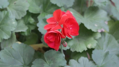 Geranium with red flowers Stock Footage 103147281