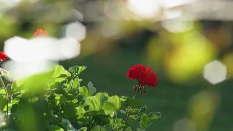 Geranium red flowers in the garden. Stock Footage 326348561