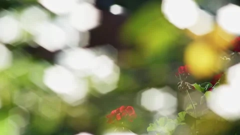 Geranium red flowers in the garden. Stock-Footage 326348563
