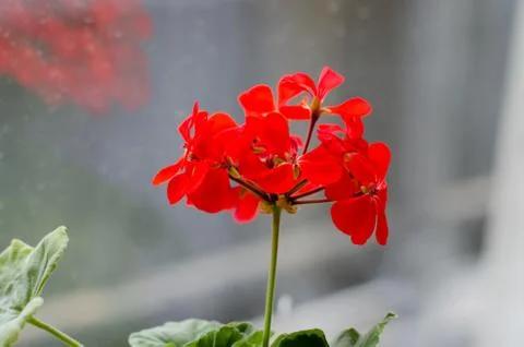 Geranium with red flowers on the windowsill. Stock Photos