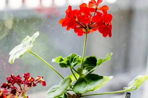 Geranium with red flowers on the windowsill. Stock Photos